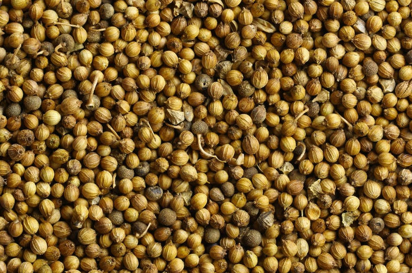 Coriander Seeds